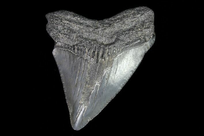Juvenile Megalodon Tooth - Georgia #75455